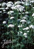 Valeriana officinalis